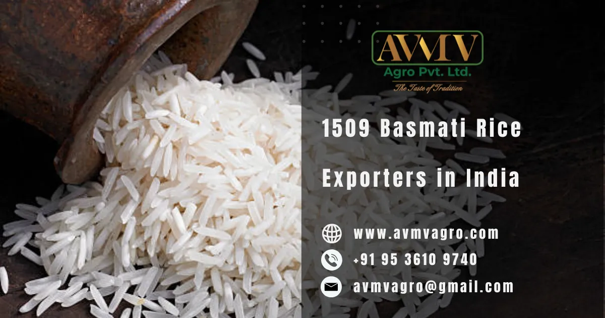 1509 Basmati Rice Exporters in India
